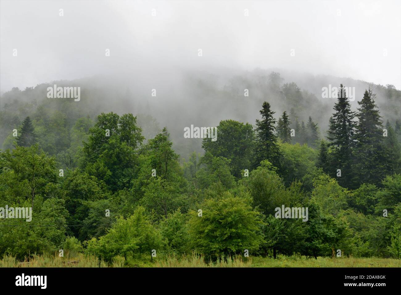 Mysterious green forest covered with fog Stock Photo - Alamy
