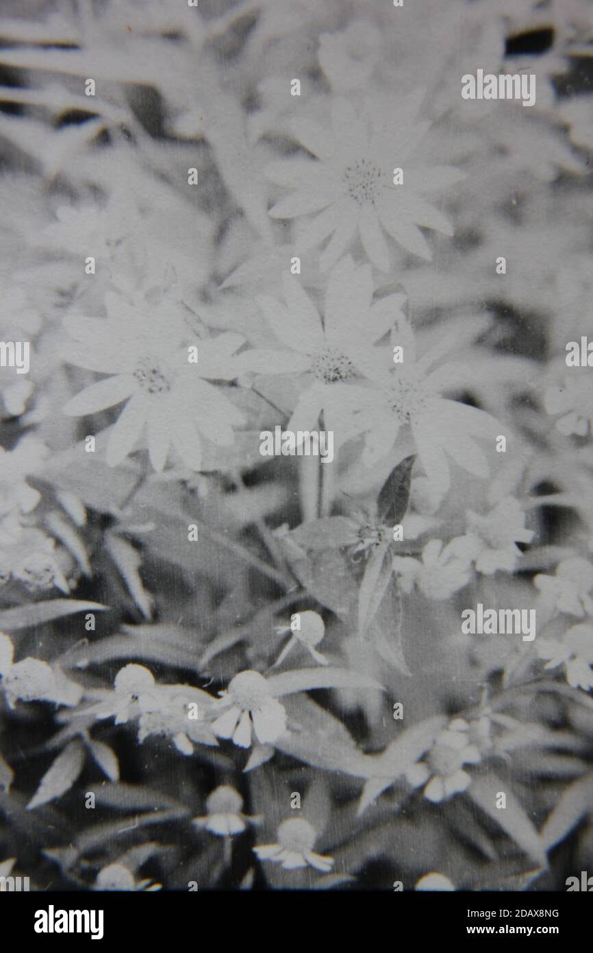 Fine 1970s vintage black and white photography of the beauty of nature ...
