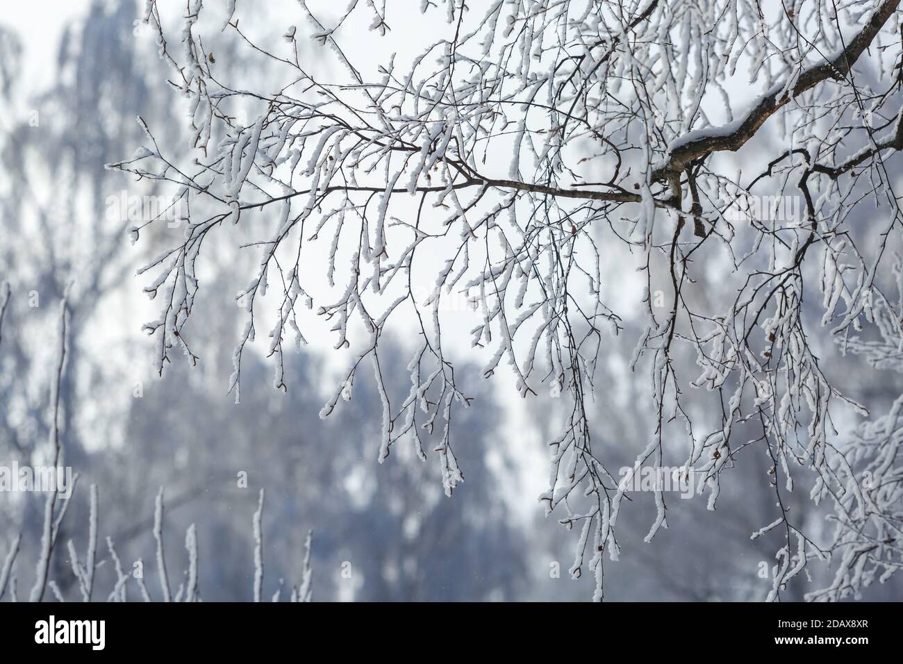 Tree branches in the frost closeup. Winter frosty day Stock Photo - Alamy