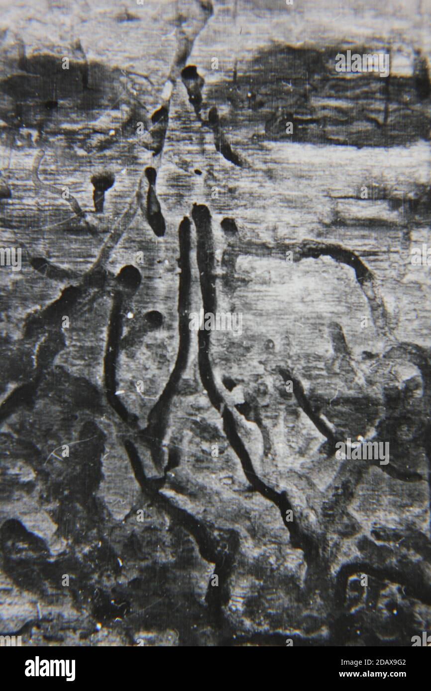 Fine 1970s vintage black and white photography of a closeup of nature ...