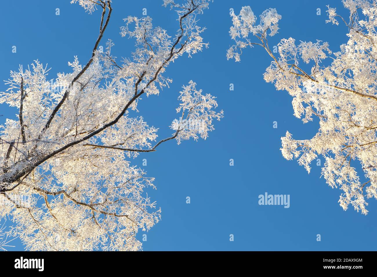 Branches of trees in frost on the background of blue sky Stock Photo ...