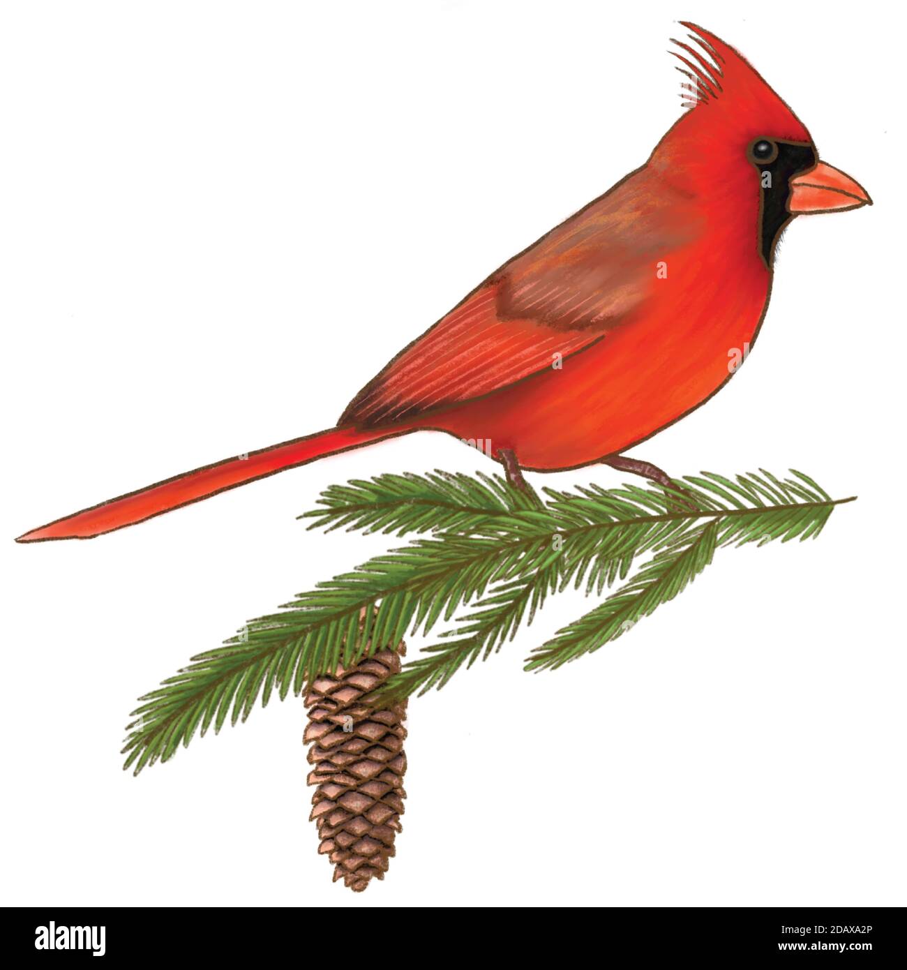 Cardinal bird Cut Out Stock Images & Pictures - Alamy