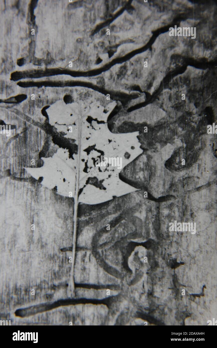 Fine 1970s vintage black and white photography of a closeup of nature ...