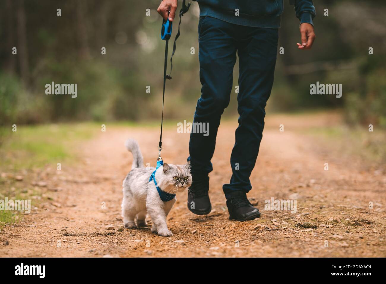 Man walking the cat on pet harness and leash. People and pets. Pets and human friendship Stock Photo