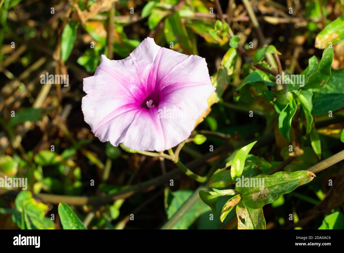 The Beautiful pink morning glory or Ipomoea carnea flower Stock Photo