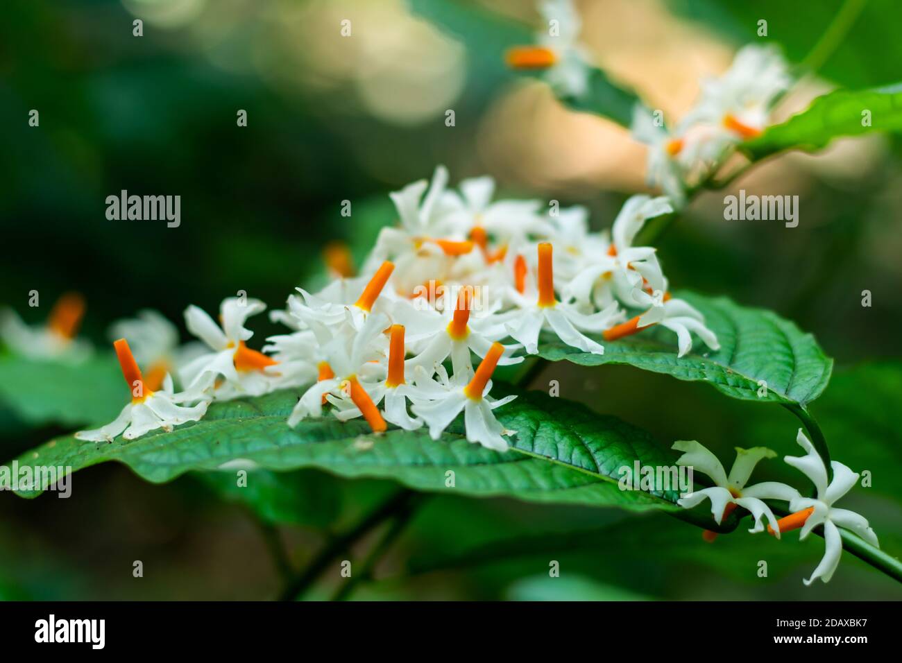 Night-flowering jasmine or Parijat or hengra bubar or Shiuli Stock Photo