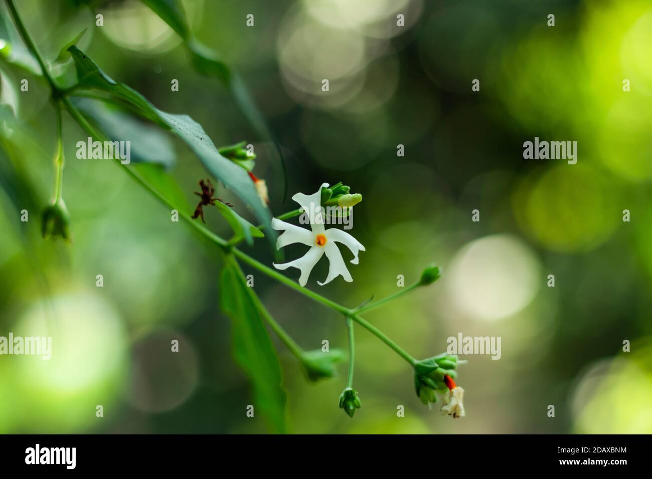 Nyctanthes arbor-tristis, the night-flowering jasmine or Shiuli Stock Photo