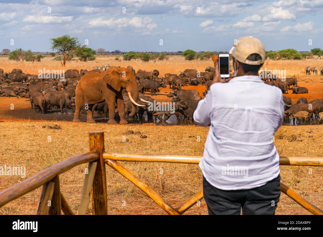 A tourist on viewing platform taking a photo of an African bush elephant (loxodonta africana) and cape buffalo at a watering hole, Ngutuni Lodge, Keny Stock Photo