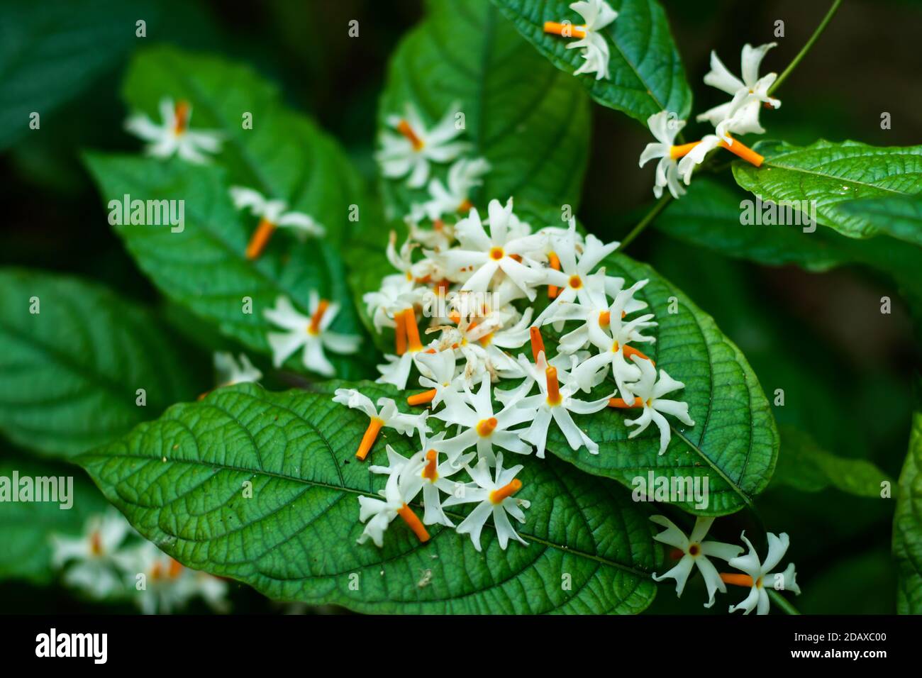 Shiuli or Night-flowering jasmine Nyctanthes arbor-tristis, or Parijat or hengra bubar Stock Photo