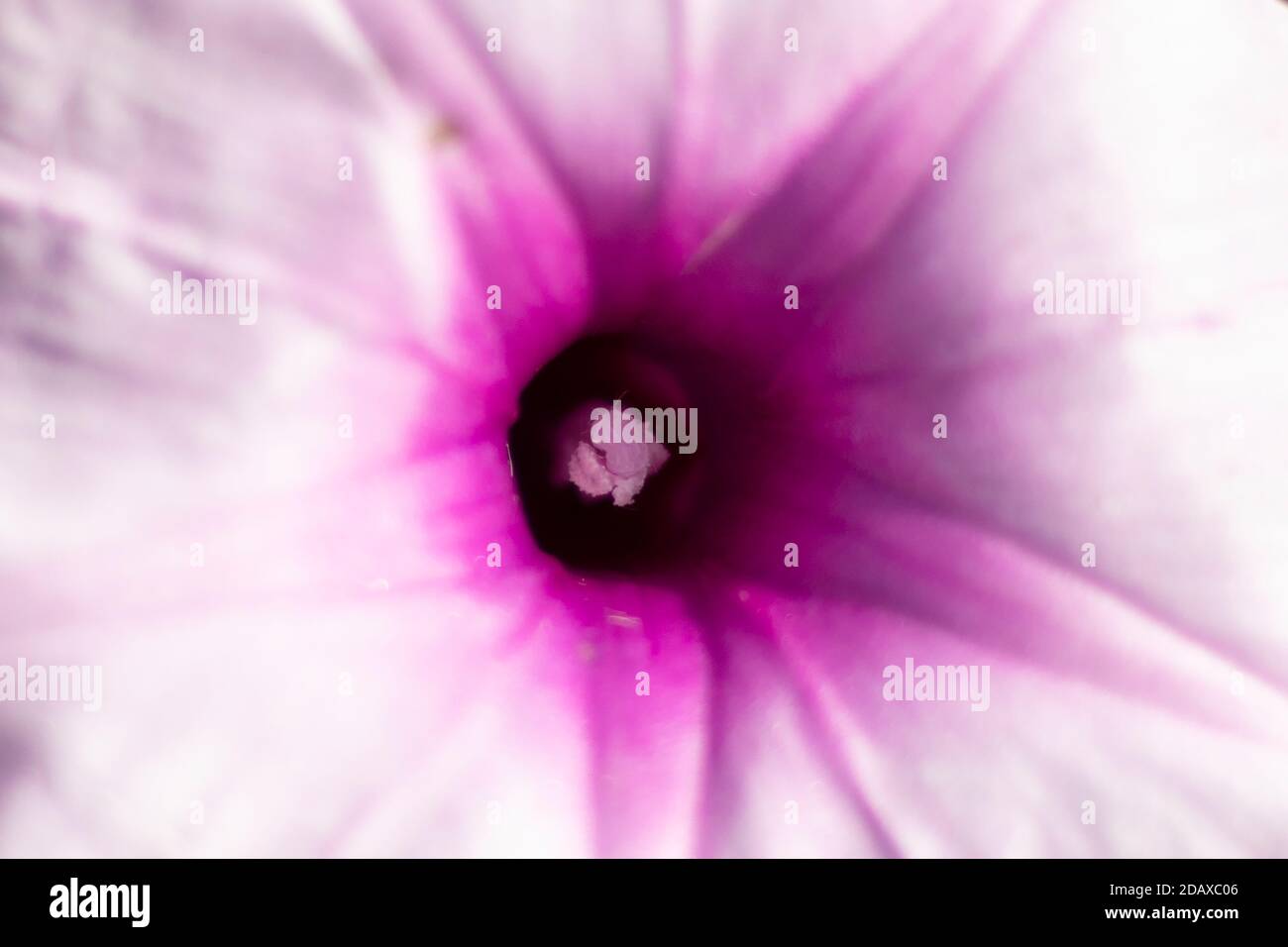 Single pink morning glory or Ipomoea carnea flower closeup Stock Photo