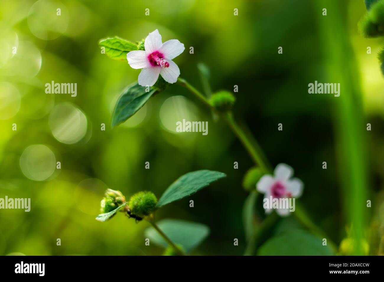 White and pink color small nice grass flowers green bg and isolated Stock Photo
