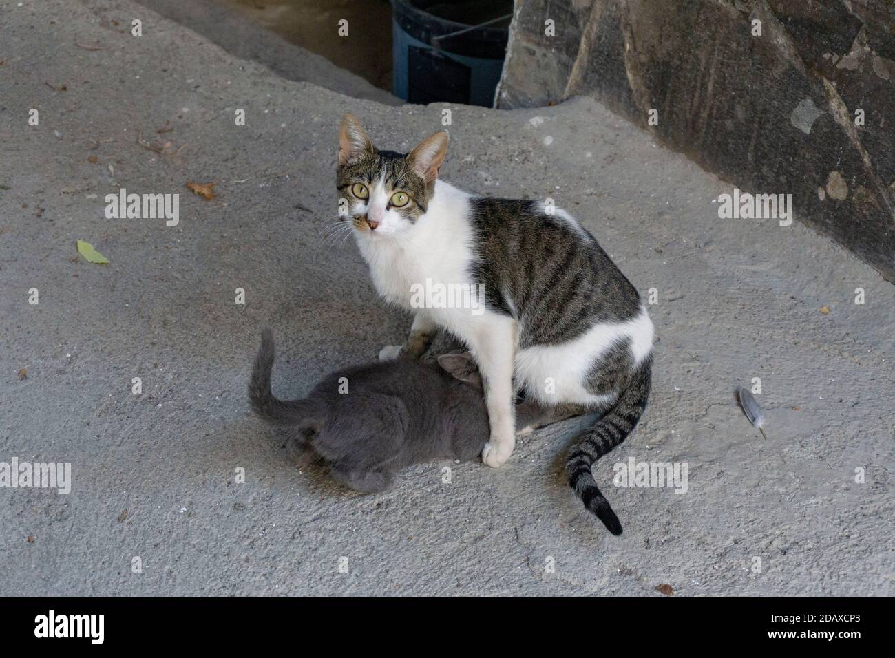 Mother cat breastfeeding her son Stock Photo Alamy