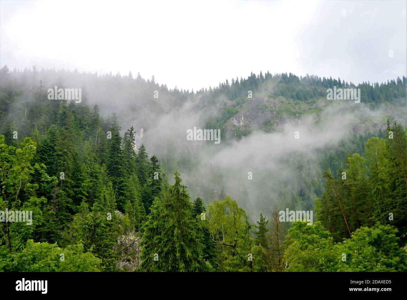 Thick fog covered thick coniferous hi-res stock photography and images ...
