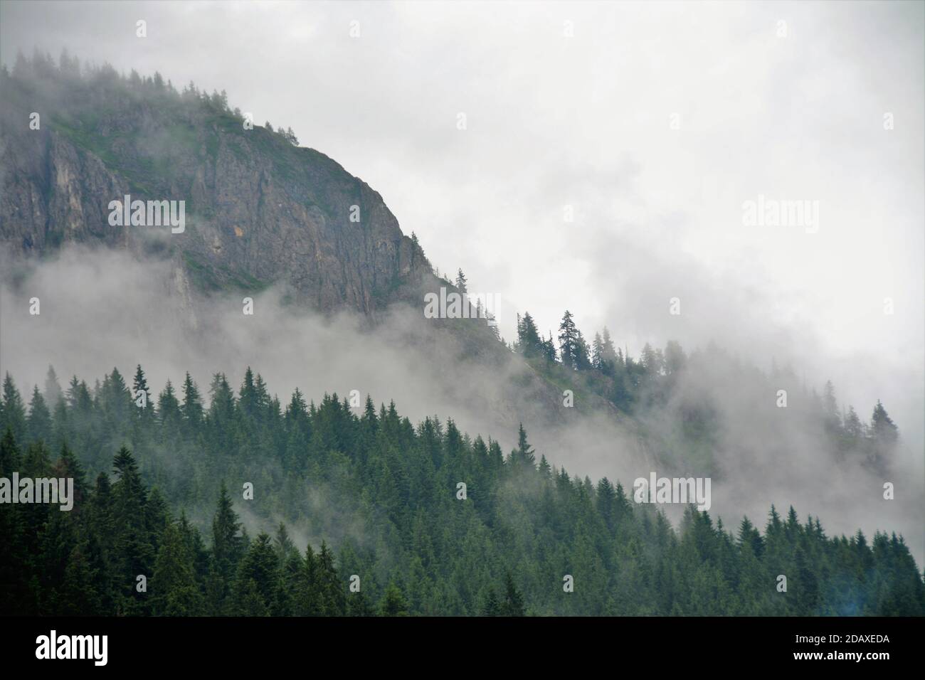 Thick fog covered coniferous hi-res stock photography and images - Alamy