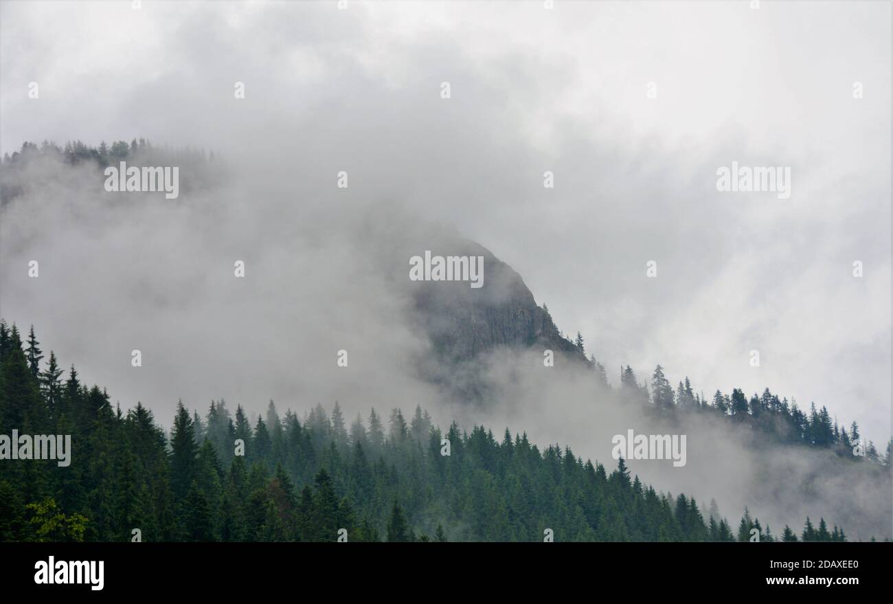 Thick fog covered thick coniferous hi-res stock photography and images ...