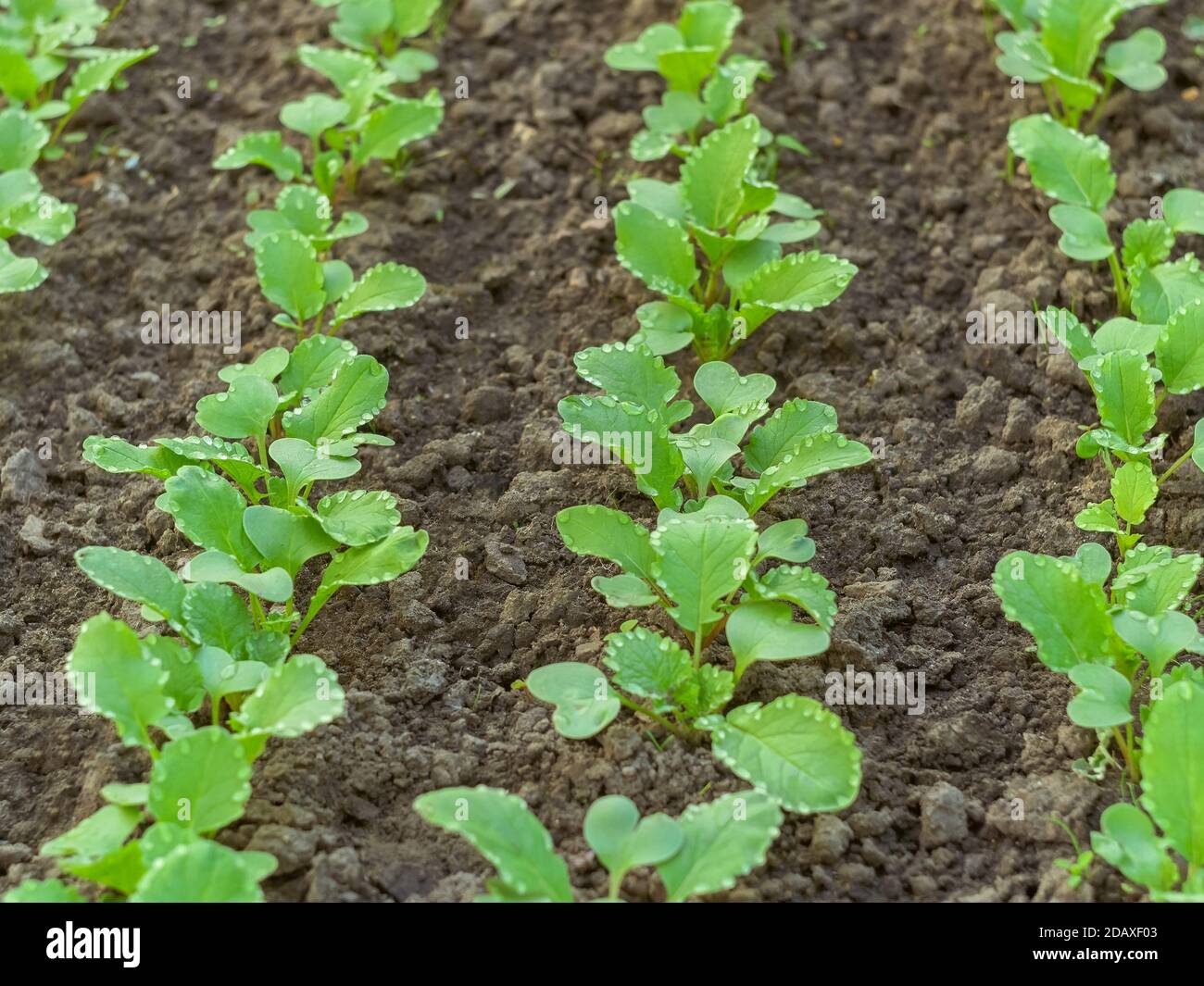A lot of small radish plants with symmetrically placed water drops on the green leaves, growing in soil in April, springtime gardening, close-up Stock Photo