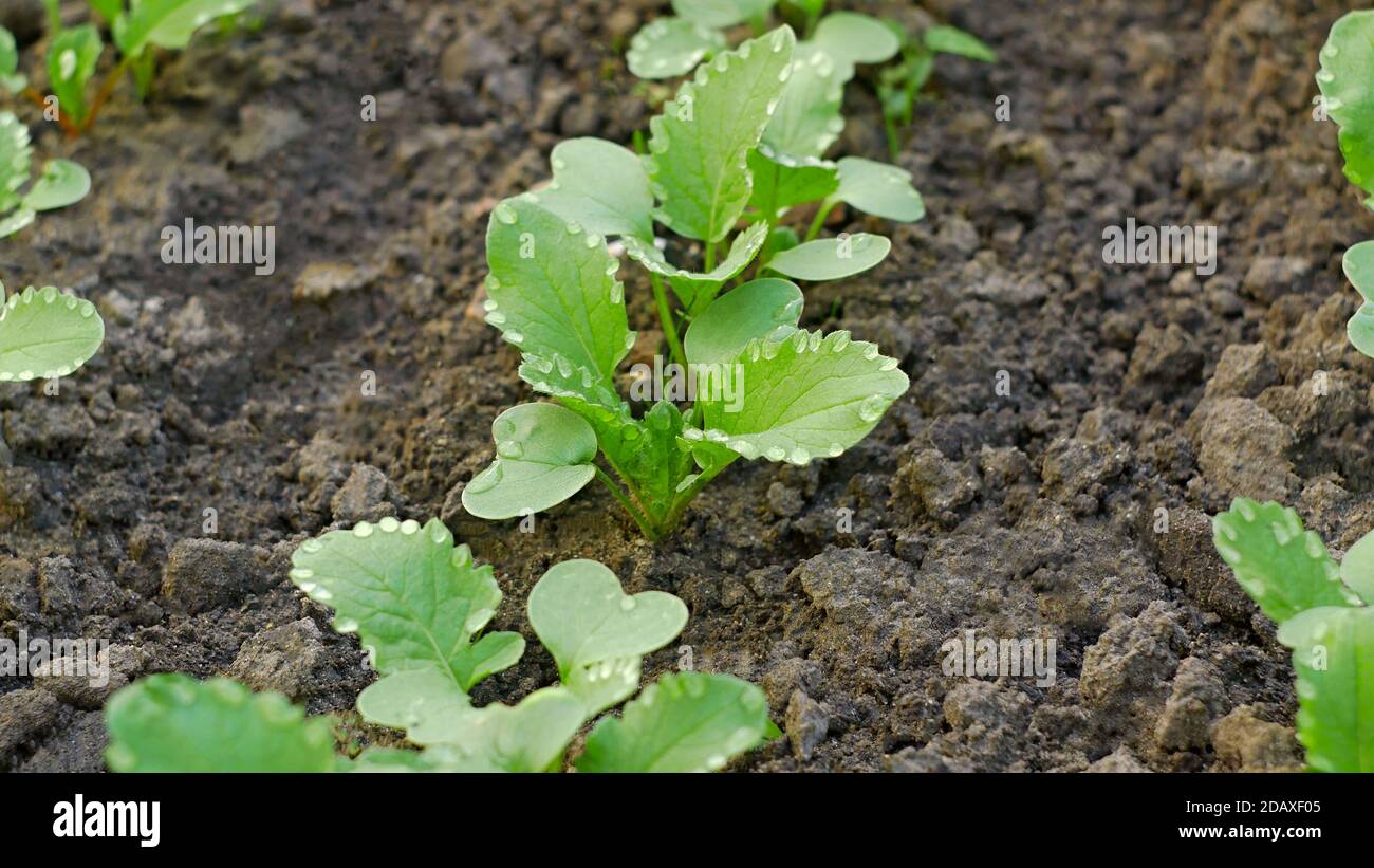 Radish plants with symmetrically placed water drops on the green leaves, growing in soil in April, springtime gardening, close-up Stock Photo