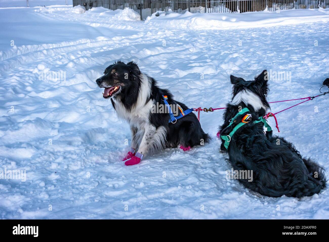 Two Mackenzie River Husky dogs lay on snow before riding sled in snowy winter Lapland landscape, Sweden. Side view Stock Photo