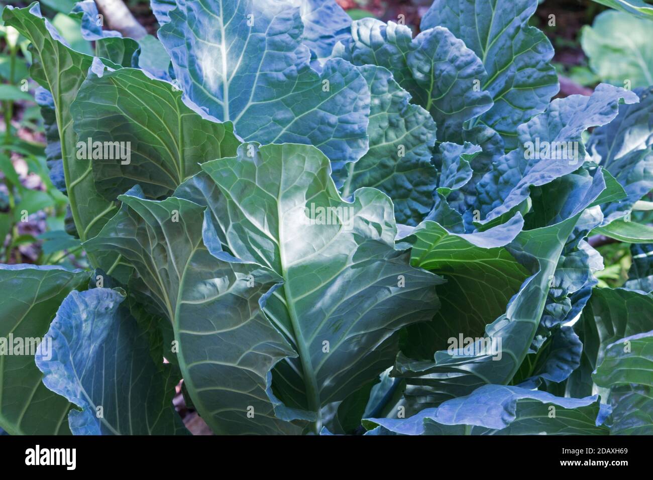 Organic collard greens hi-res stock photography and images - Page 3 - Alamy