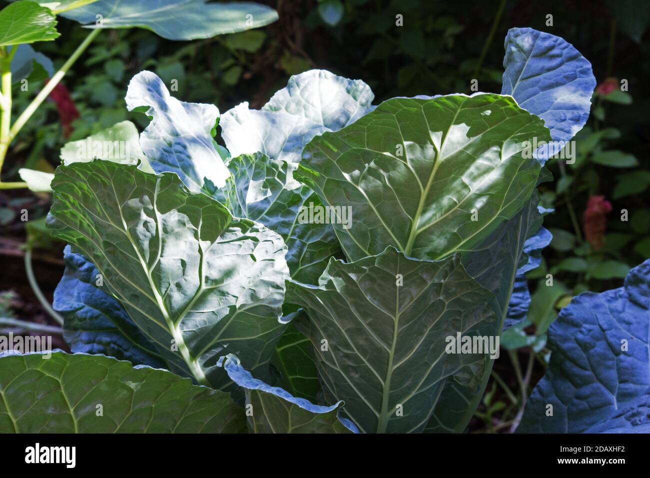 Collards hires stock photography and images Alamy