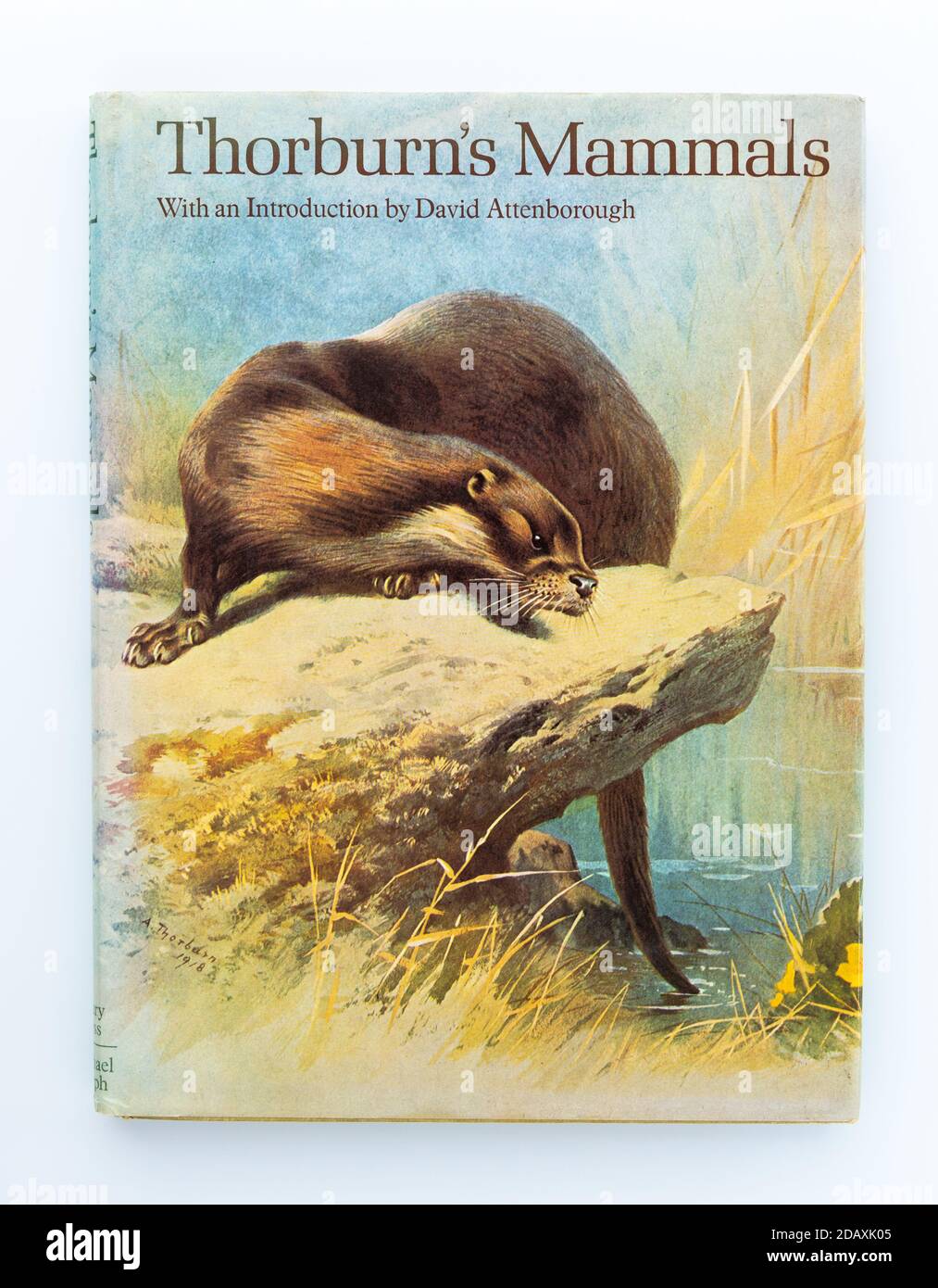 Thorburn's Mammals - Archibald Thorburn.  (editorial use only) Stock Photo