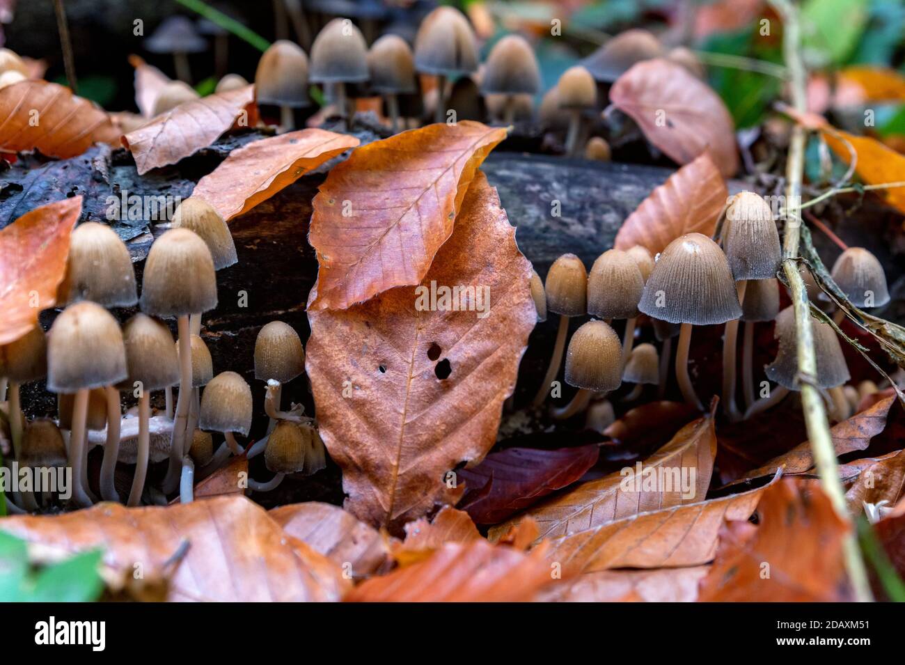 Close up of Coprinellus micaceus or fungus mushroom Stock Photo