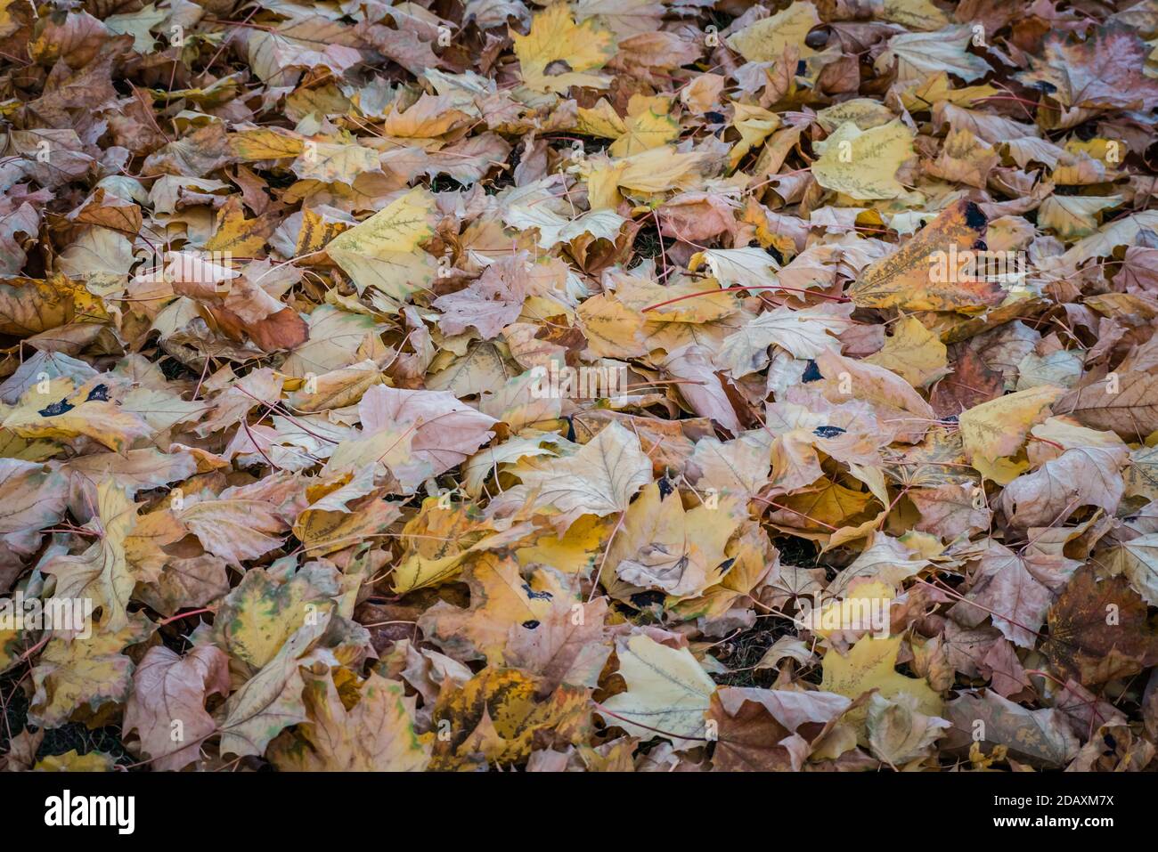 dried leaves on the ground in autumn fall season Stock Photo - Alamy