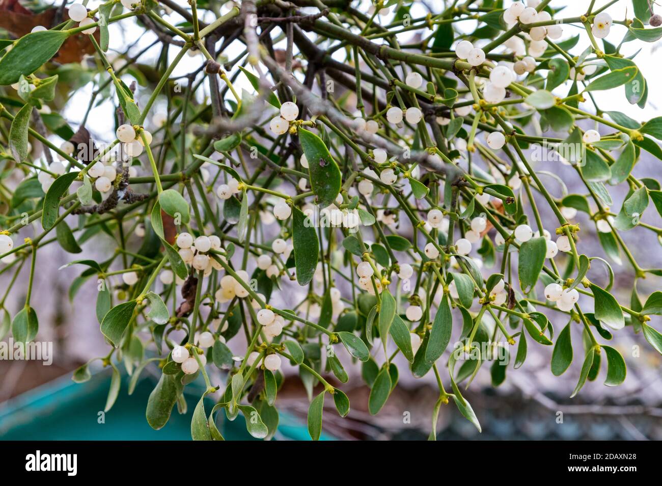 Branch of mistletoe or viscum with white fruits. Stock Photo