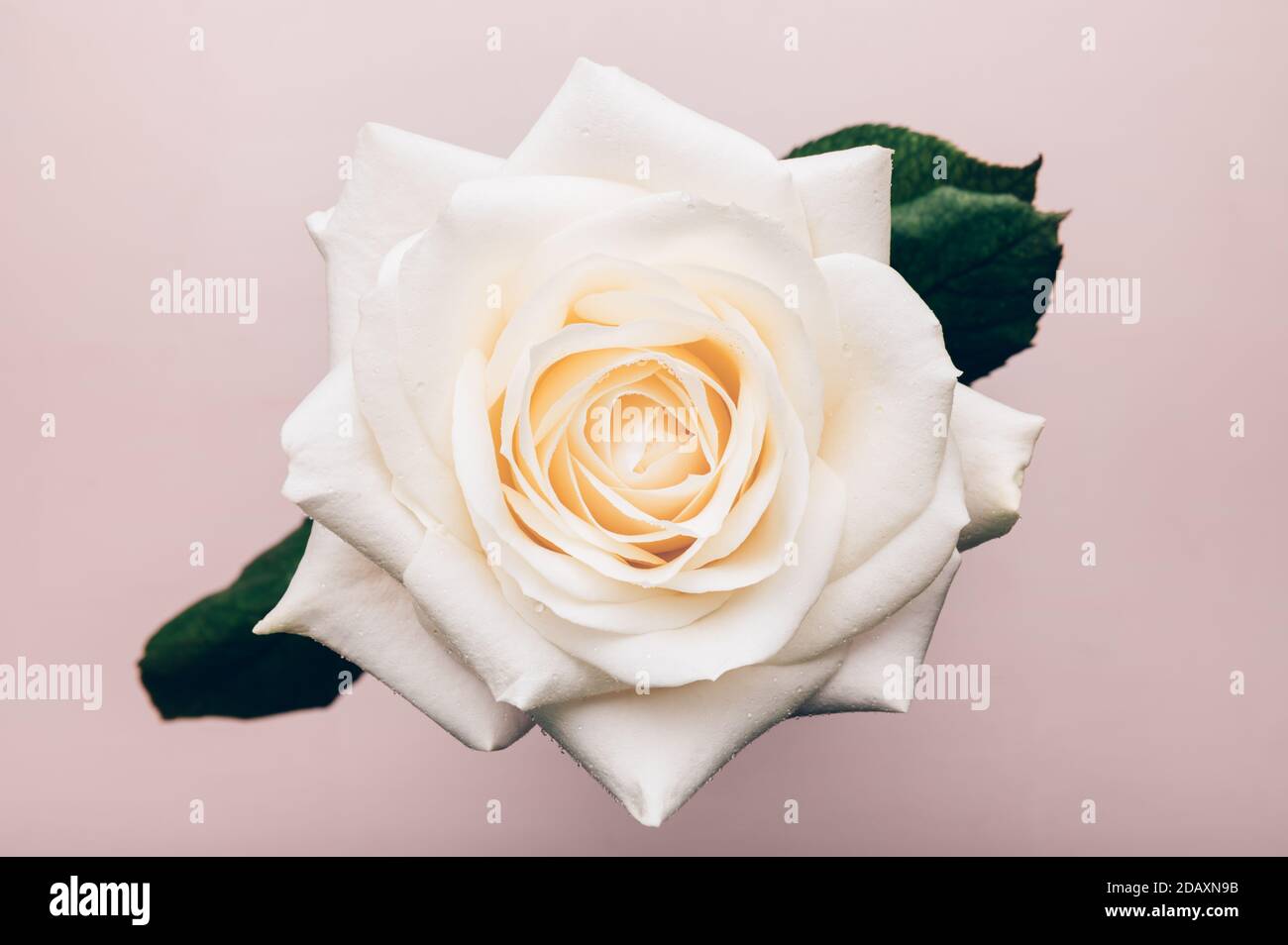 Beautiful big white rose Stock Photo - Alamy