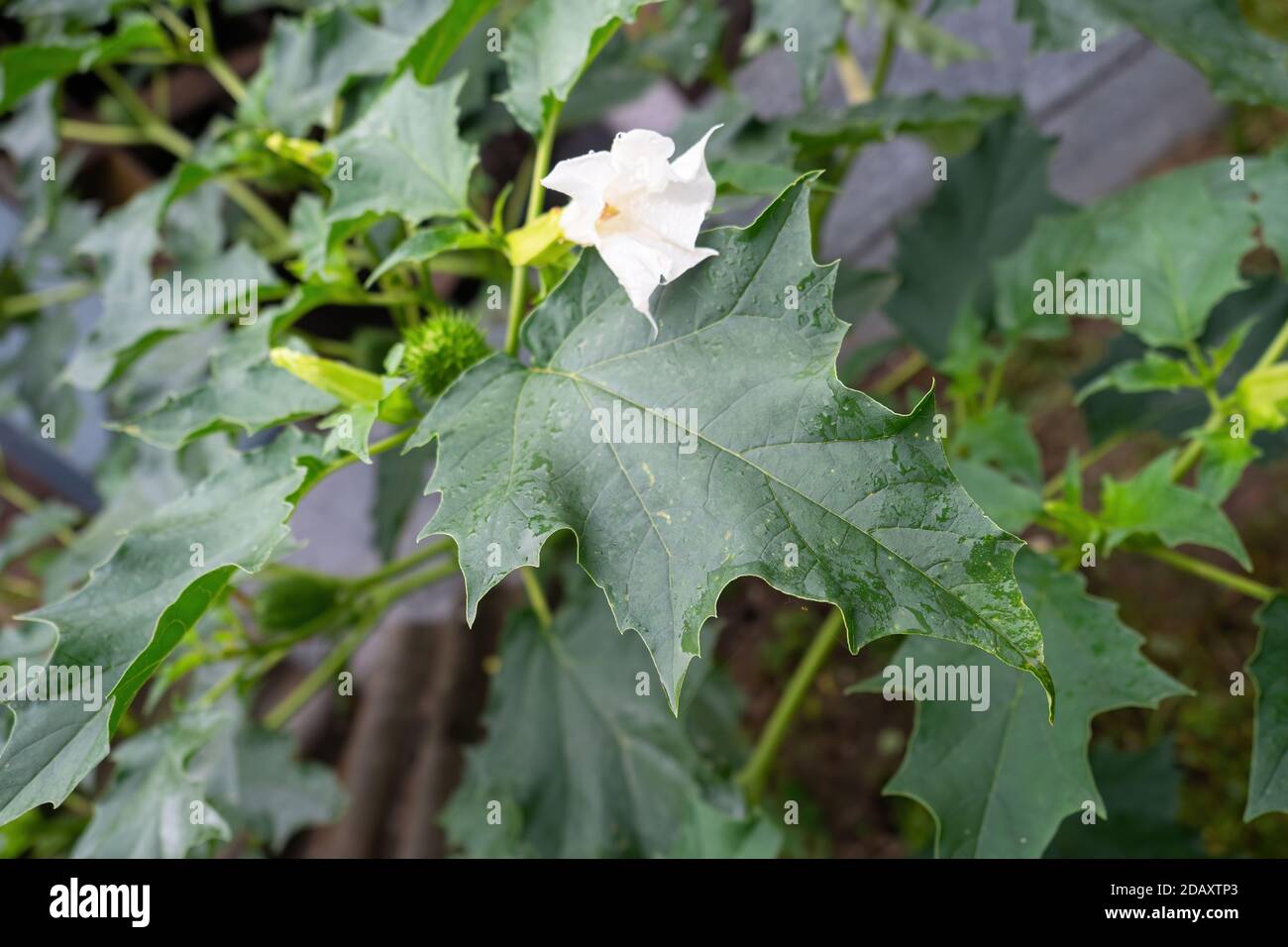 Hallucinogen plant Devil's Trumpet (Datura Stramonium), also called