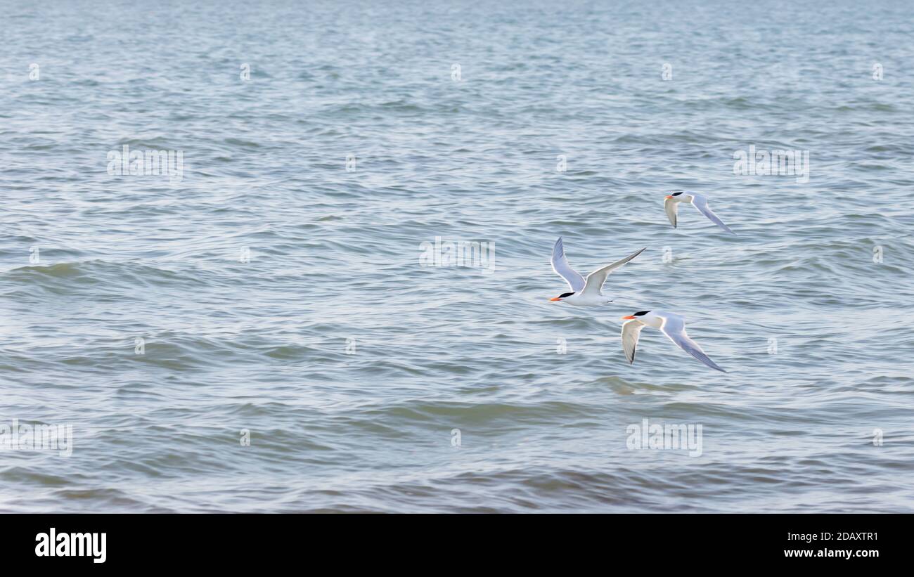 Three royal terns (Thalasseus maximus)  flying over water, Sanibel Island, Florida, USA Stock Photo