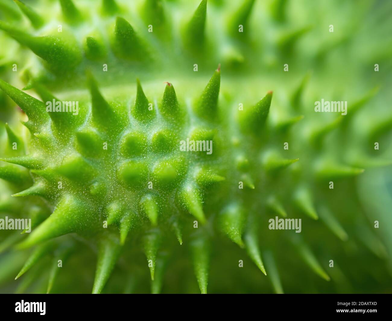 Detail of spiky seed capsule of hallucinogen plant Devil's Trumpet