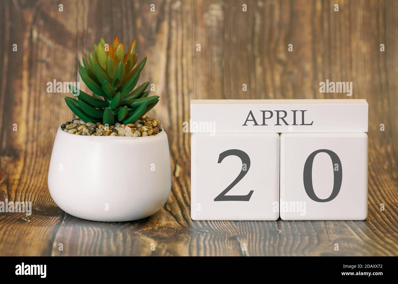 Flower pot and calendar for the snow season from 20 April. Spring time ...