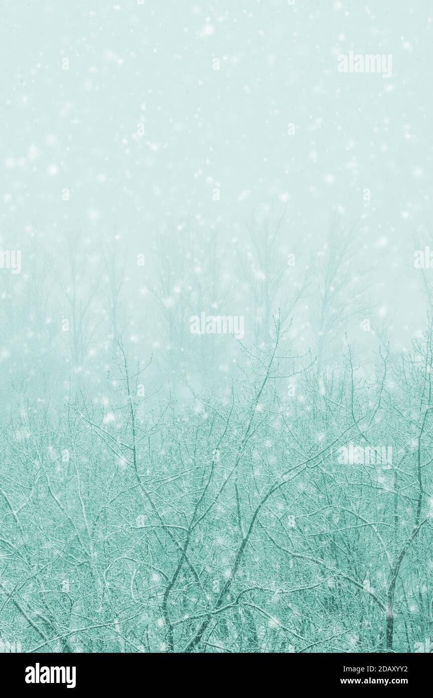 Winter urban landscape - snow covered trees on foggy background Stock ...