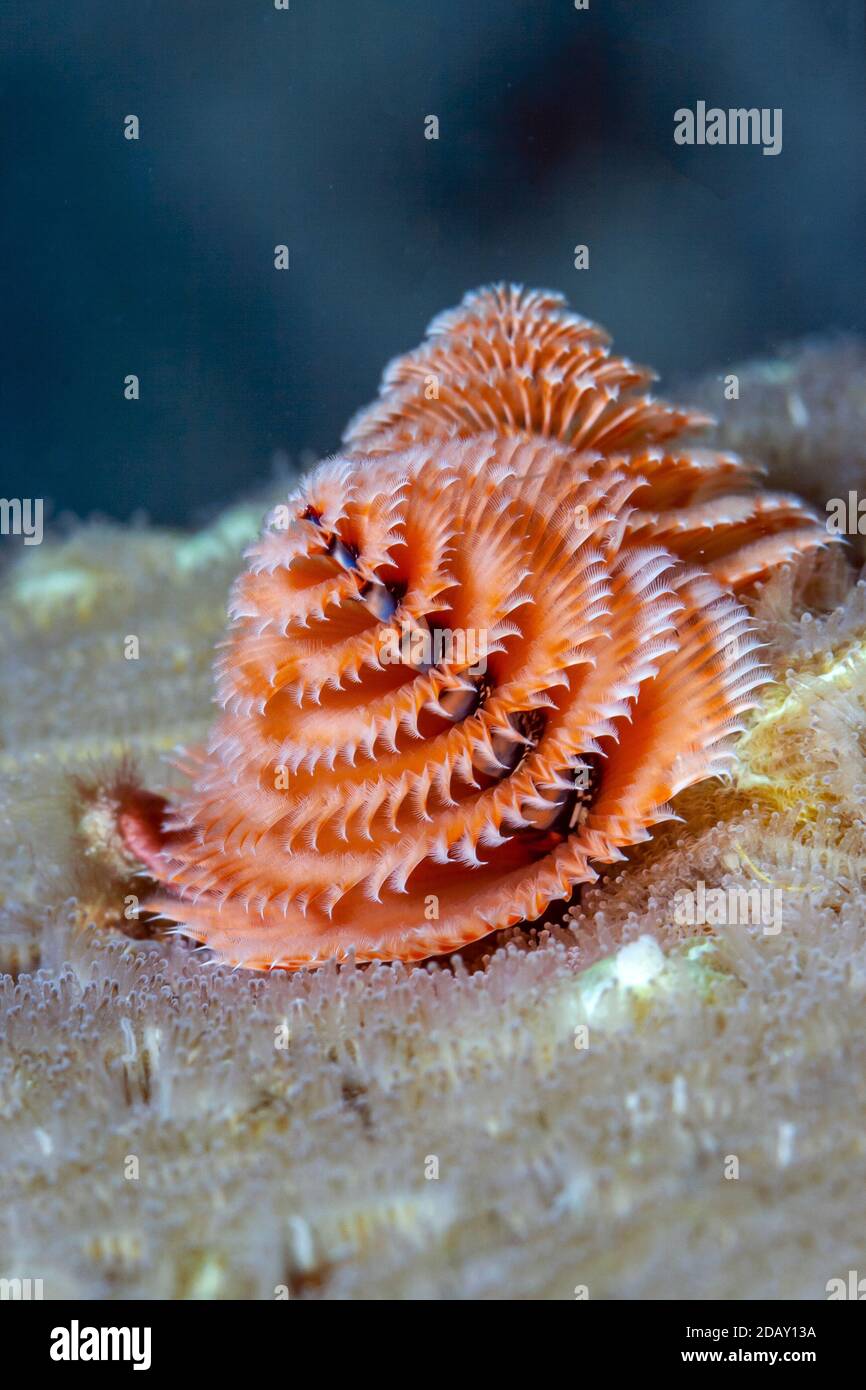 Spirobranchus giganteus, commonly known as Christmas tree worms, are