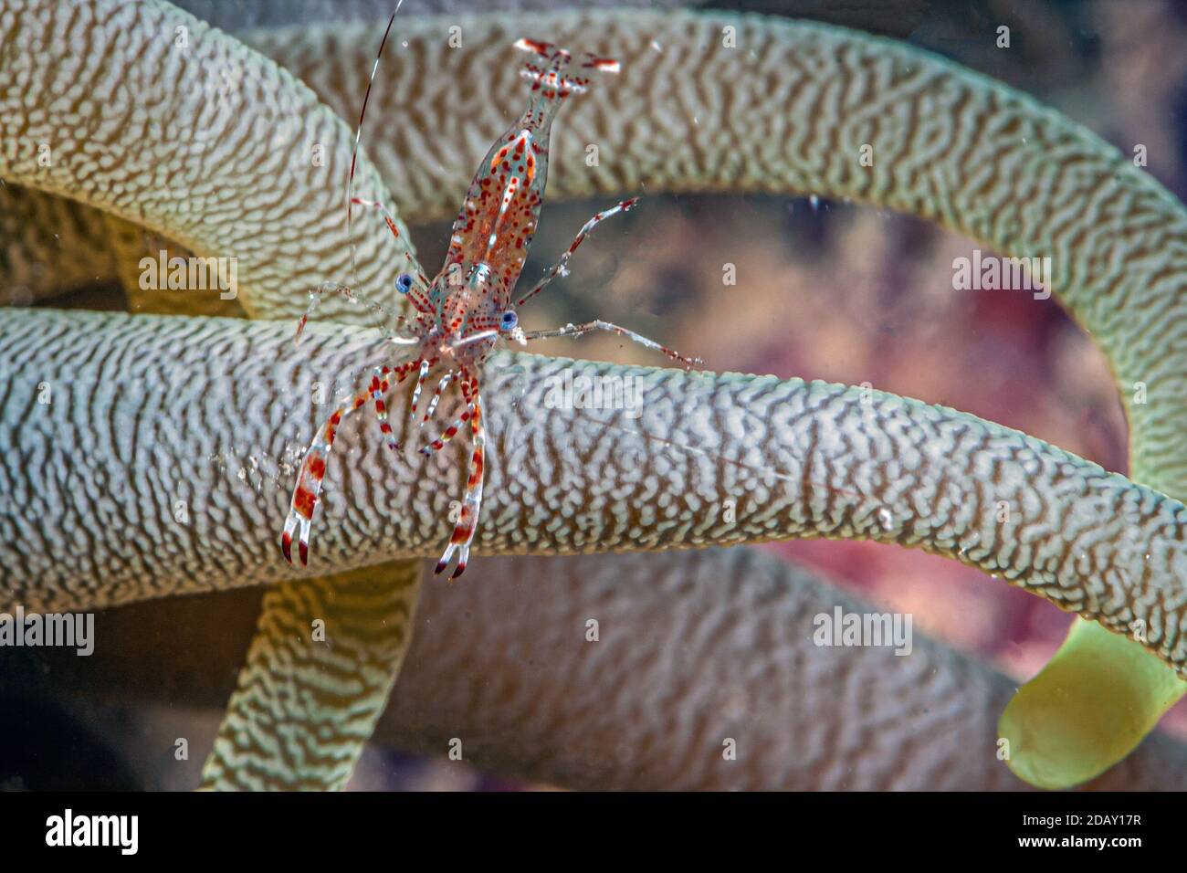 Sea anemones are a group of marine, predatory animals of the order ...