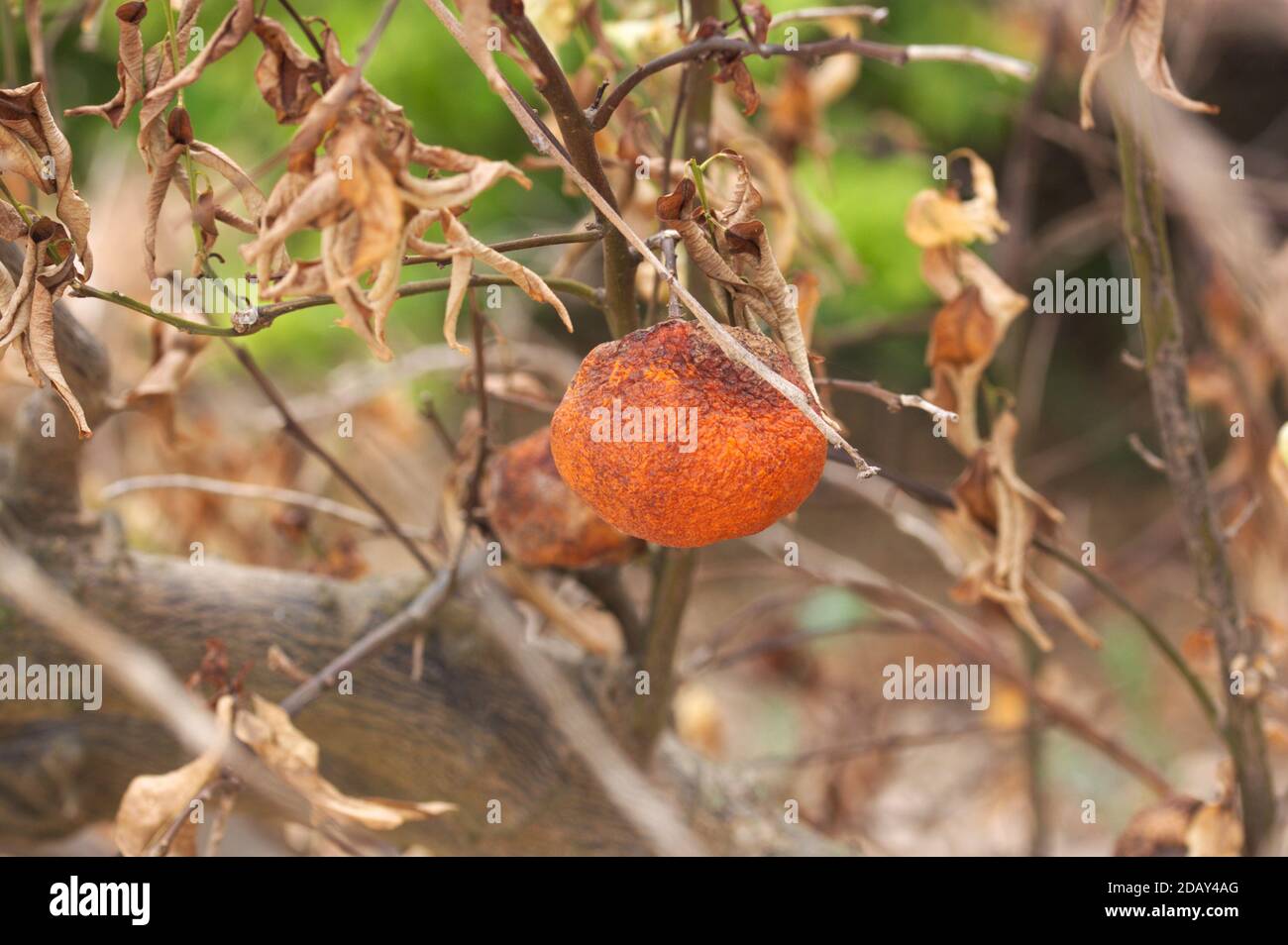Detail of an orange, dried on the tree, which has lost all its healthy properties due to not being harvested in time Stock Photo