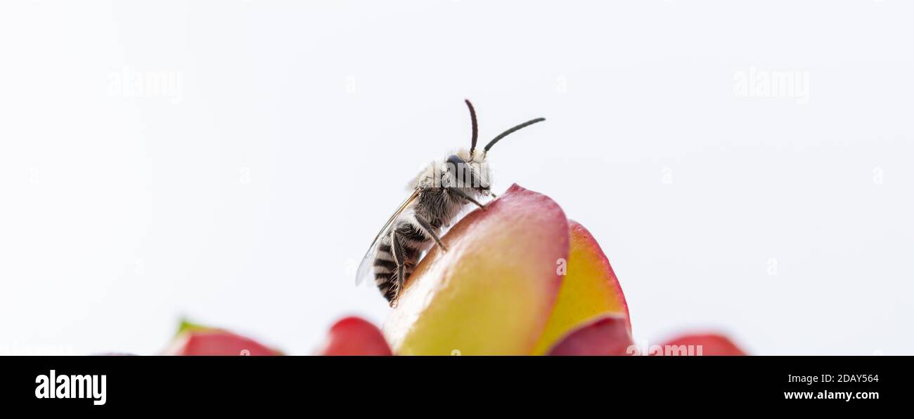 Detail of a small bee on the leaves of a succulent plant Stock Photo