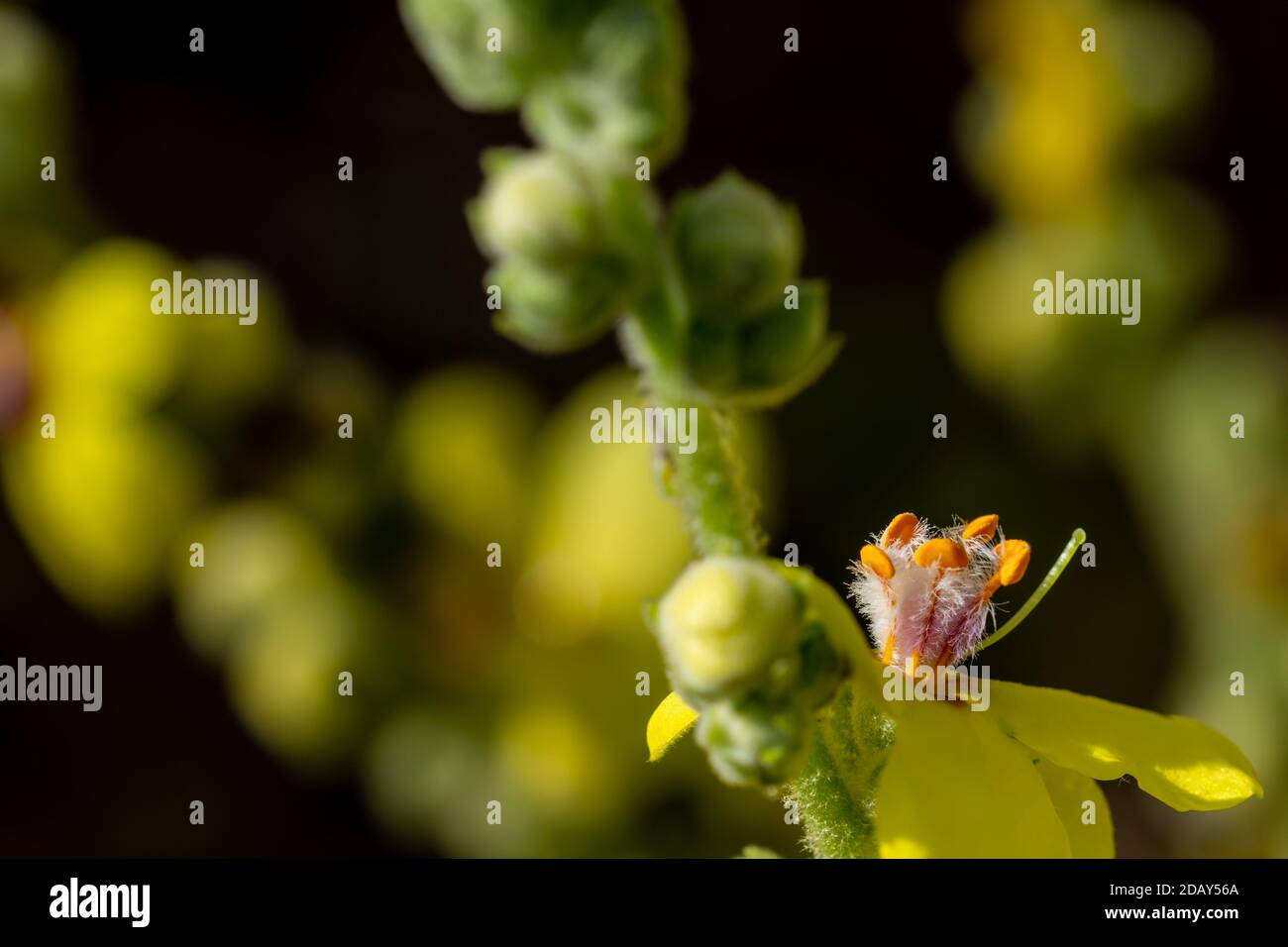 Detail of yellow verbascum flowers with orange stamens covered with dew drops Stock Photo