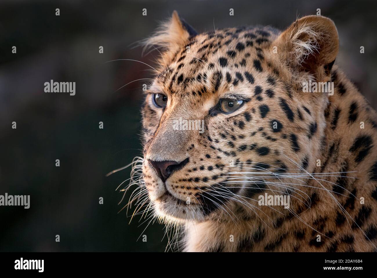 Female Amur leopard (head shot) Stock Photo