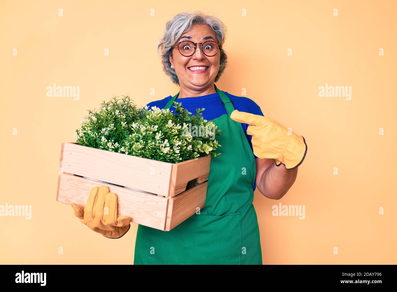 Senior hispanic woman wearing gardener apron and gloves holding plant ...