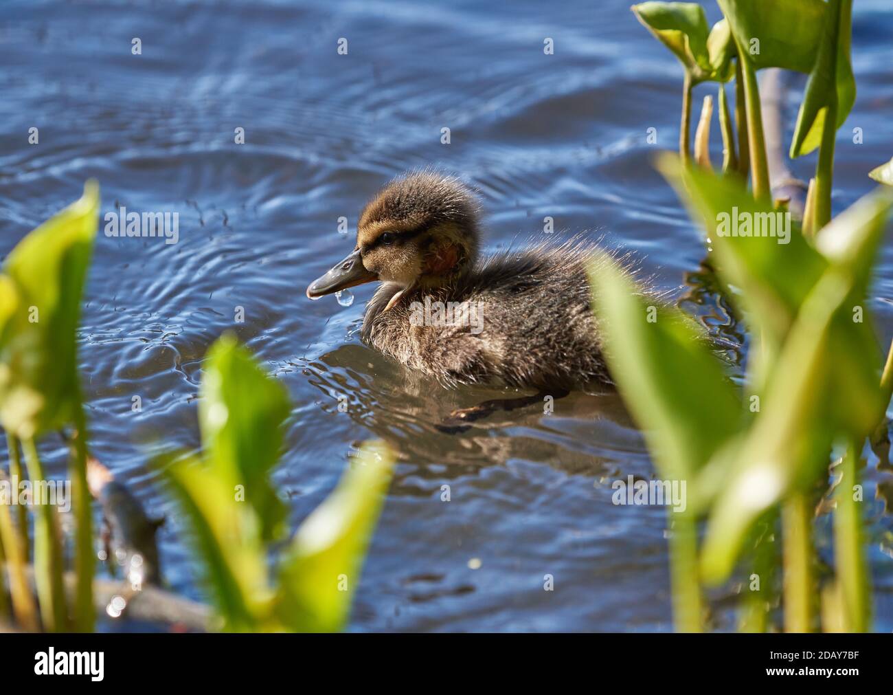 Young baby mallard duck with fresh head wound swimming on a lakeon late spring daylight in Espoo, Finland Stock Photo