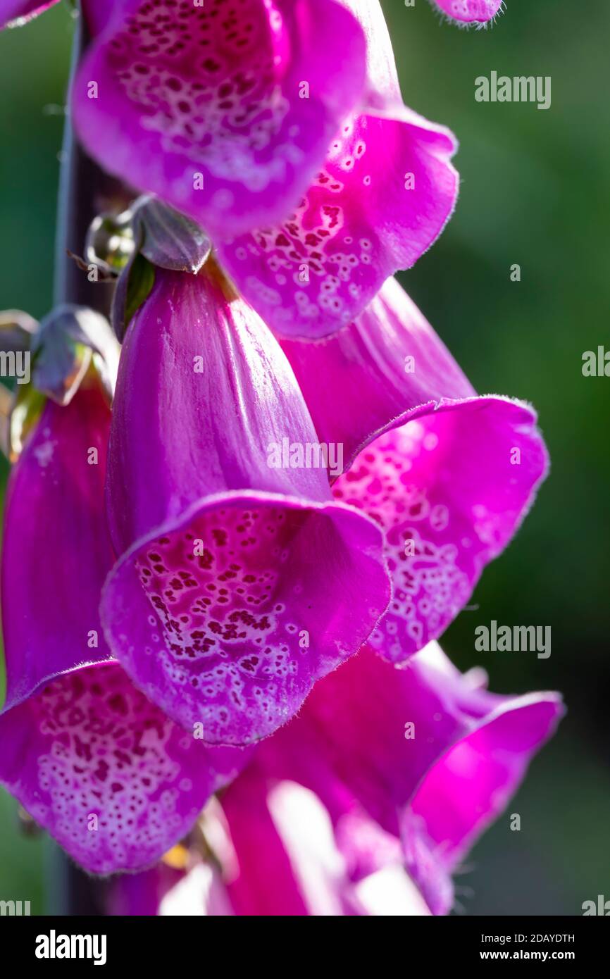 Foxgloves, Digitalis purpurea Stock Photo