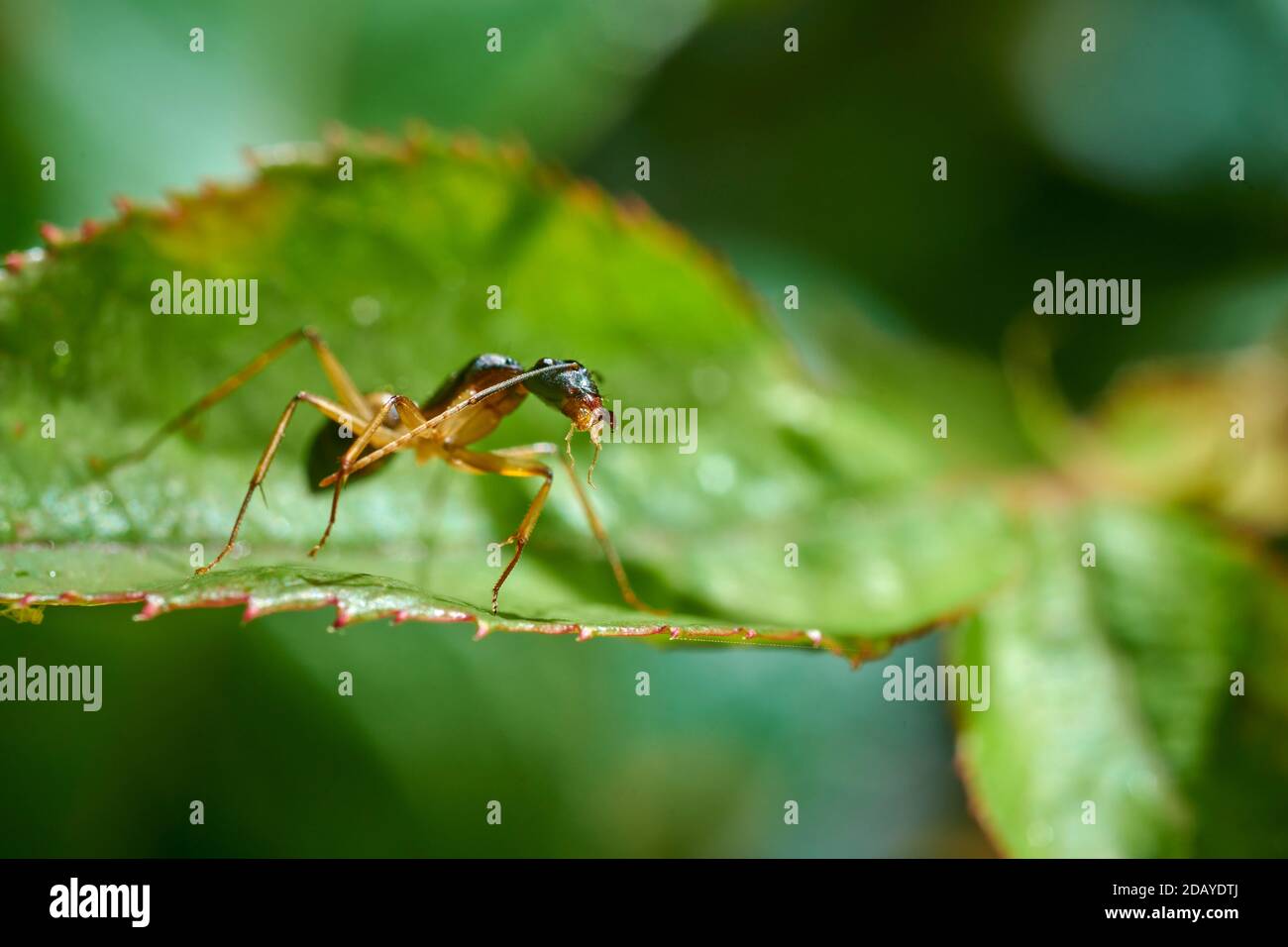 Closeup of a Sugar Ant on a rose leaf. The ant appeared to be collecting dew excreted by aphids on a rose bud above the ants position. Stock Photo