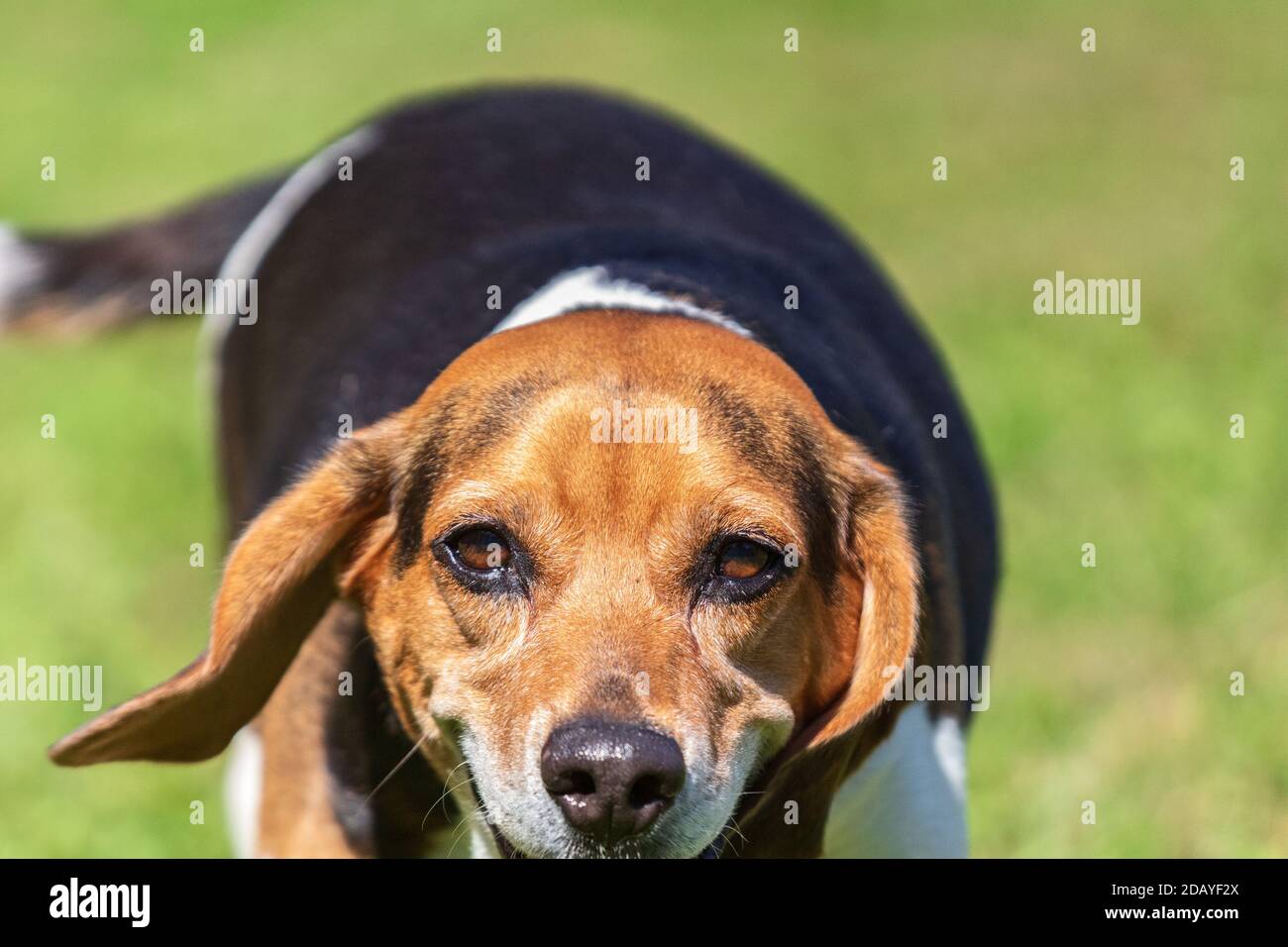 A Tri-color English beagle (Canis lupus familiaris) runs toward the camera, his ears swinging with his tail. Stock Photo