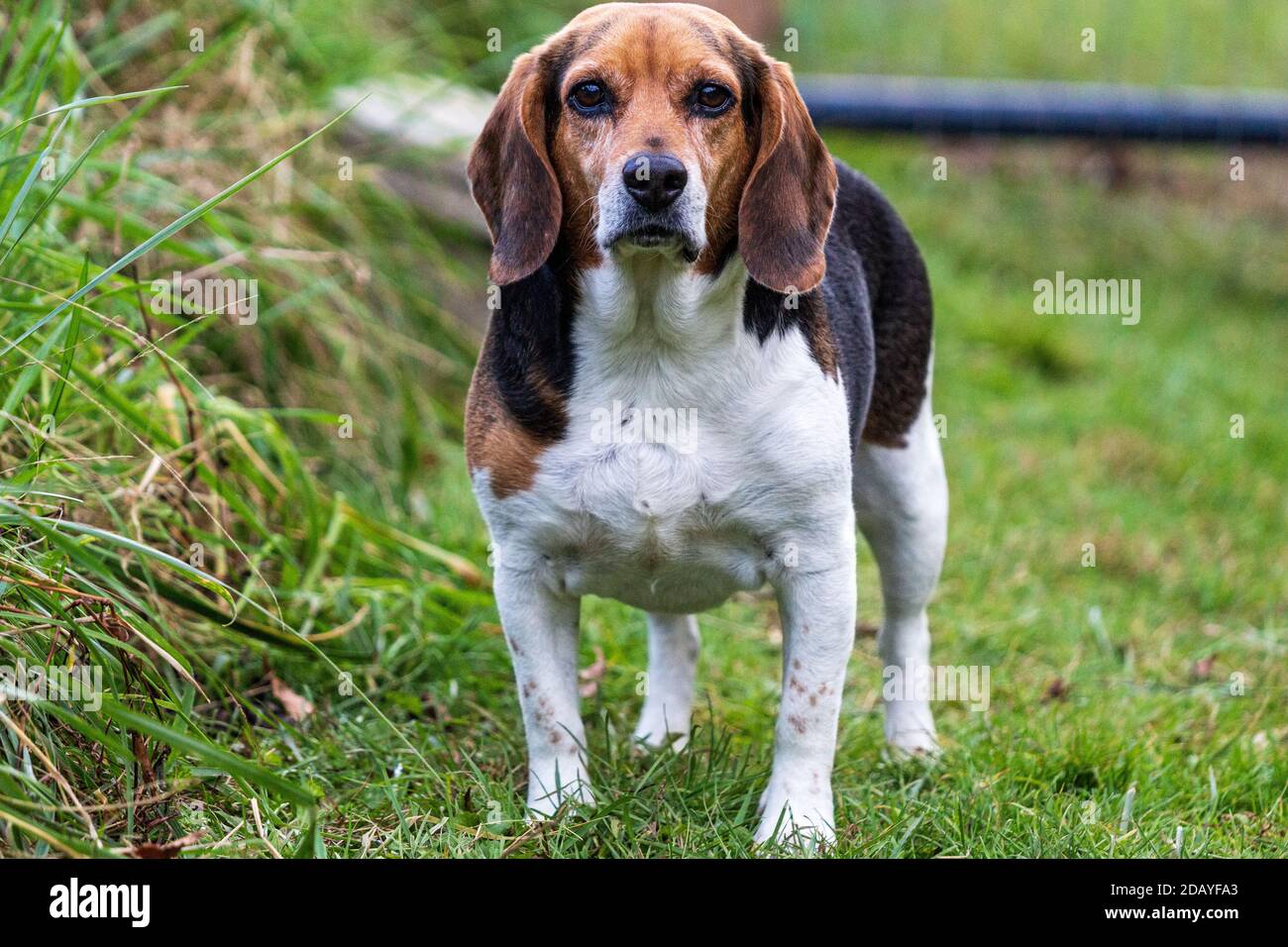 A Tri-color English beagle (Canis lupus familiaris) stares reproachfully at the camera Stock Photo