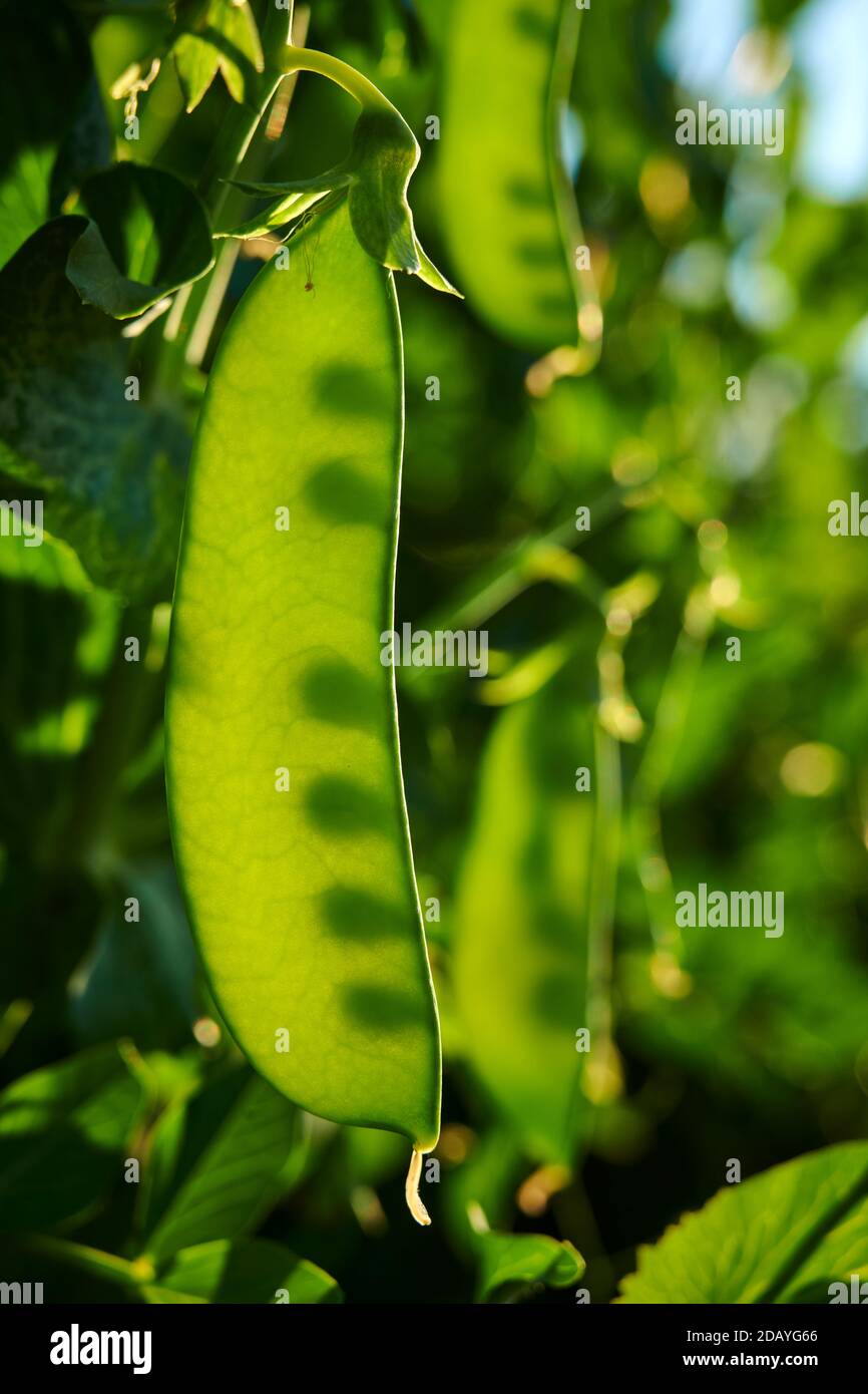 Back light photograph showing developing seed shadows  in Snow Pea pod. Stock Photo