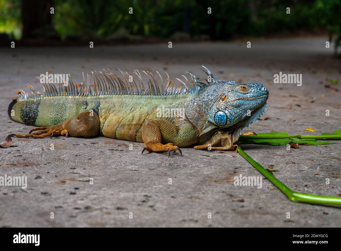 Large male green iguana - Iguana iguana or American iguana or common green iguana is an arboreal, mostly herbivorous species of lizard Stock Photo