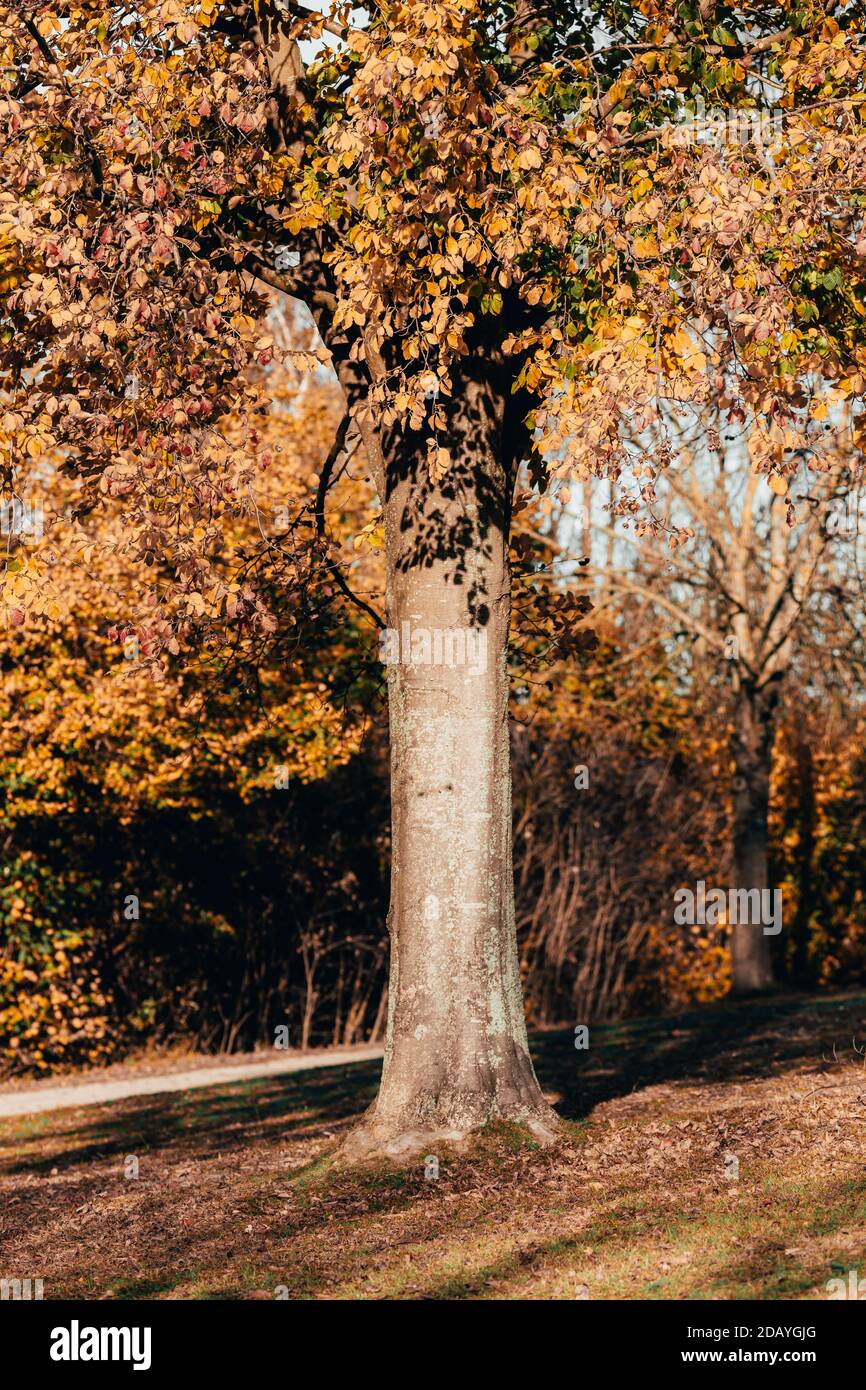 Vertical shot of trees covered in golden leaves in a park under the ...