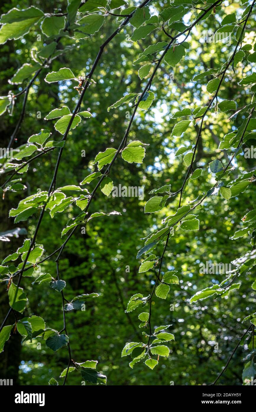 Beech foliage in early summer, Fagus sylvatica Stock Photo